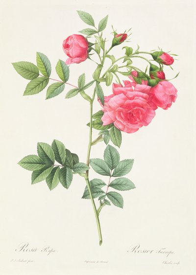 Rosa Pimpinellifolia Variegated Flower by Pierre Joseph Redouté